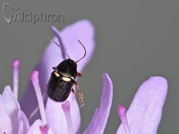 Cryptocephalus strigosus