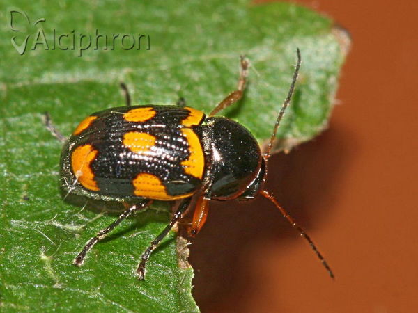 Cryptocephalus anticus