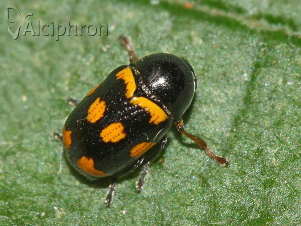 Cryptocephalus anticus