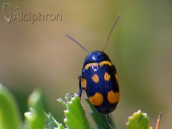 Cryptocephalus anticus