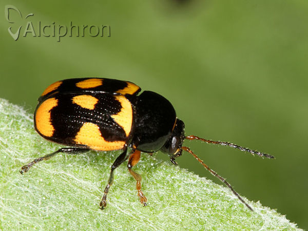 Cryptocephalus anticus