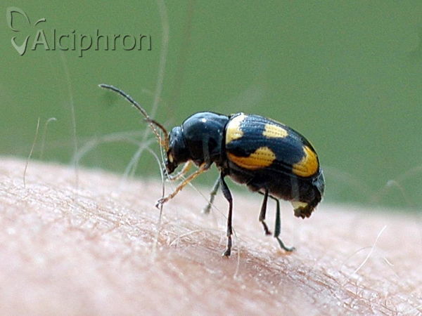Cryptocephalus anticus
