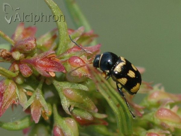 Cryptocephalus anticus