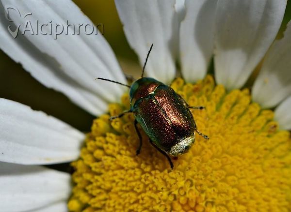 Cryptocephalus aureolus