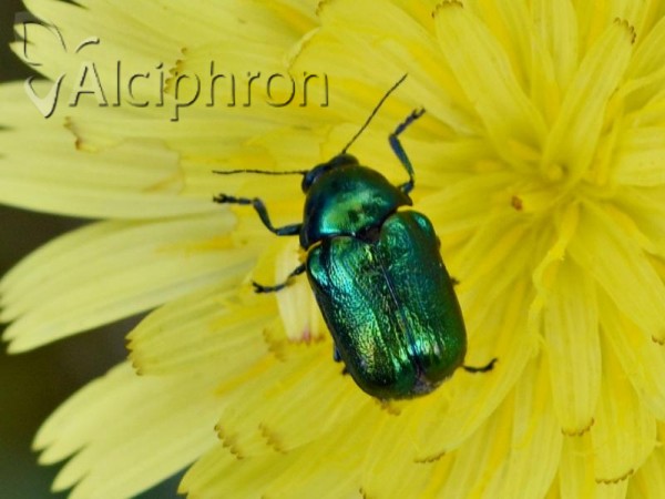 Cryptocephalus aureolus