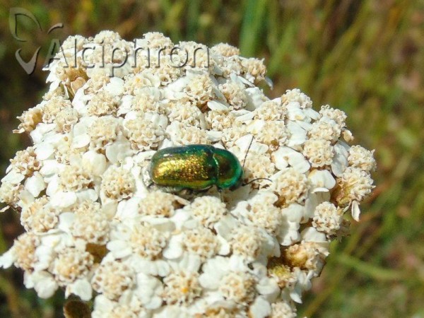 Cryptocephalus aureolus