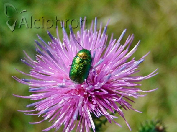 Cryptocephalus aureolus