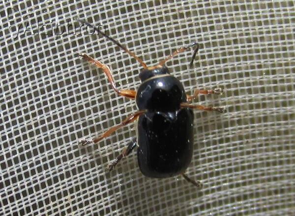 Cryptocephalus bameuli