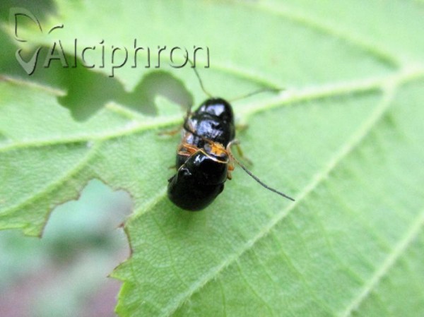 Cryptocephalus bameuli