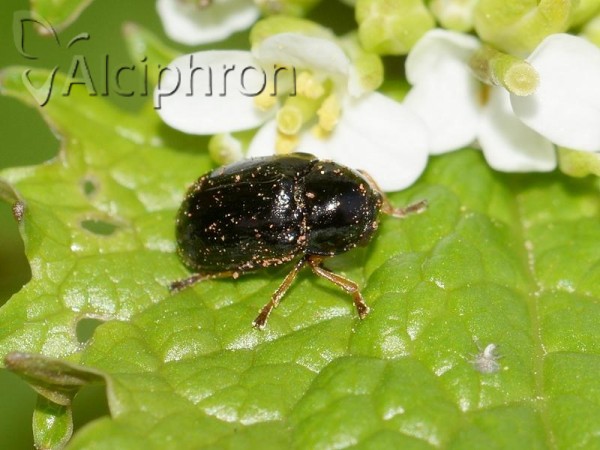 Cryptocephalus bameuli