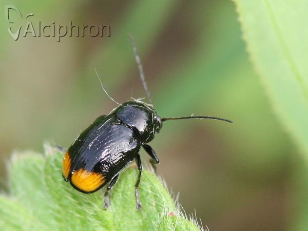 Cryptocephalus biguttatus