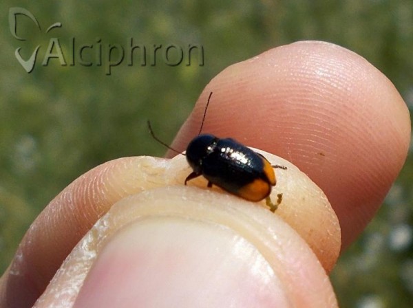 Cryptocephalus biguttatus