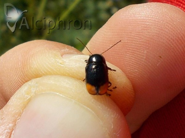 Cryptocephalus biguttatus