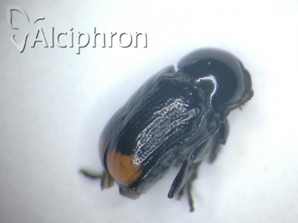 Cryptocephalus biguttatus