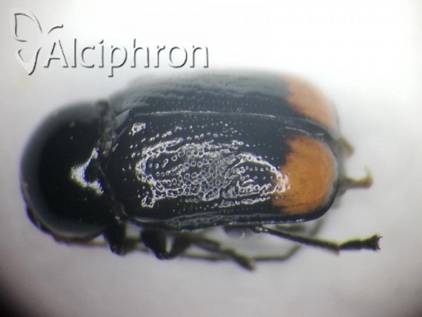 Cryptocephalus biguttatus