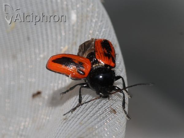 Cryptocephalus bipunctatus