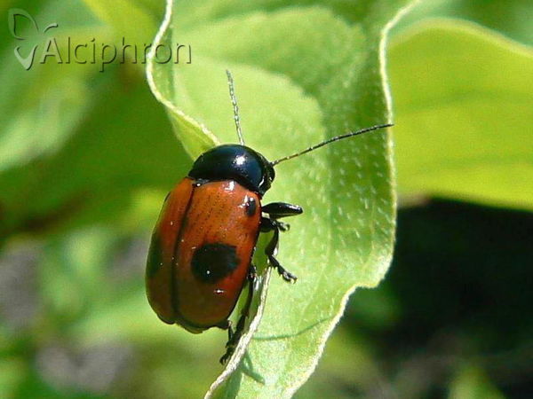 Cryptocephalus bipunctatus