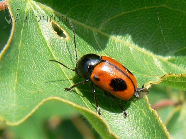 Cryptocephalus bipunctatus