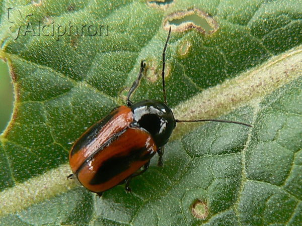 Cryptocephalus bipunctatus