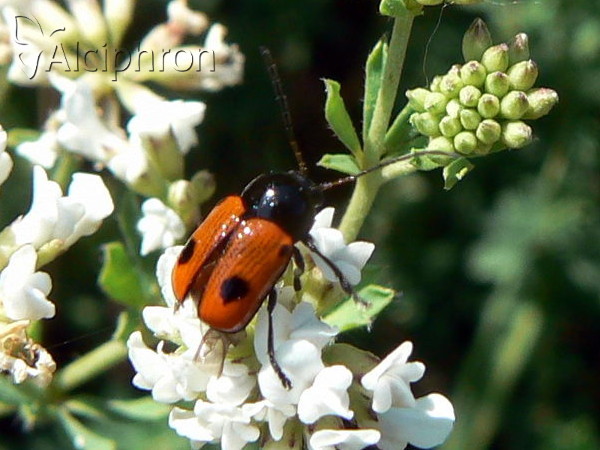 Cryptocephalus bipunctatus