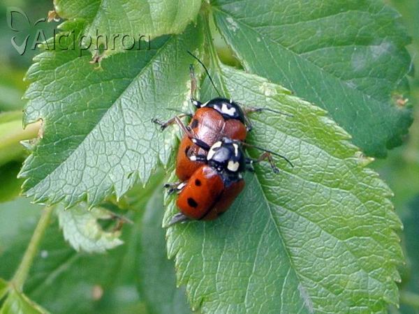 Cryptocephalus cordiger