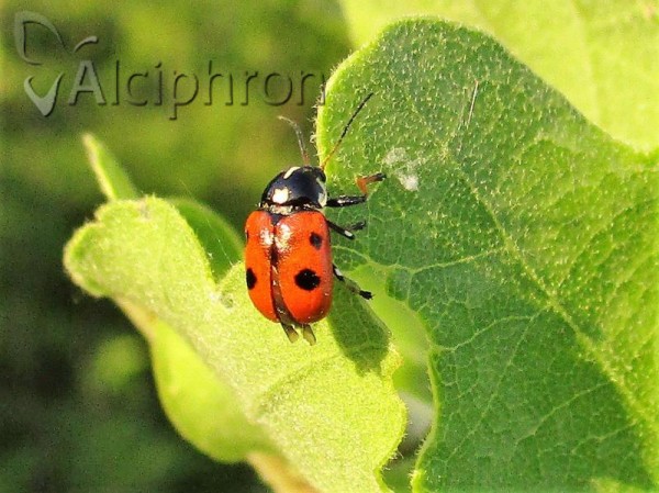 Cryptocephalus cordiger
