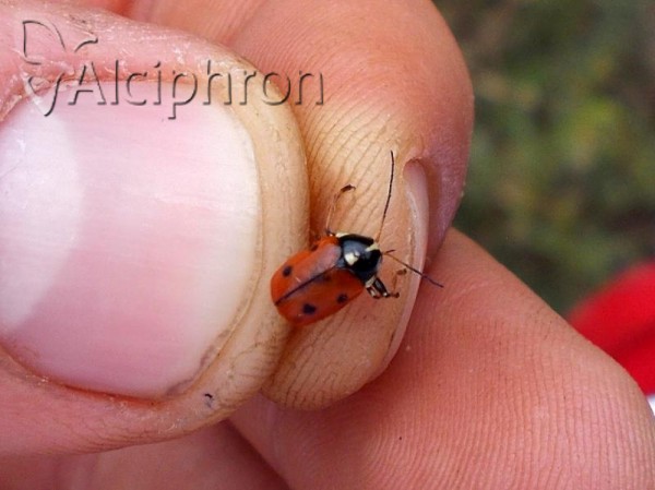 Cryptocephalus cordiger