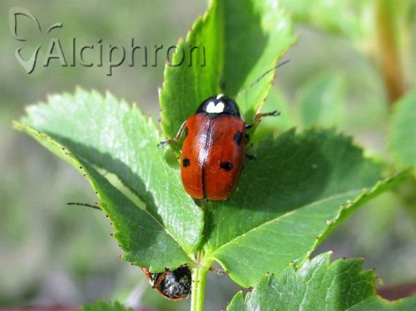 Cryptocephalus cordiger