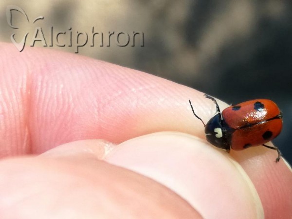 Cryptocephalus cordiger