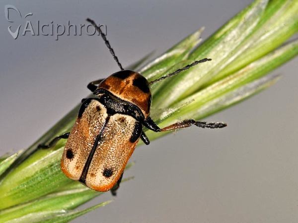 Cryptocephalus decemmaculatus