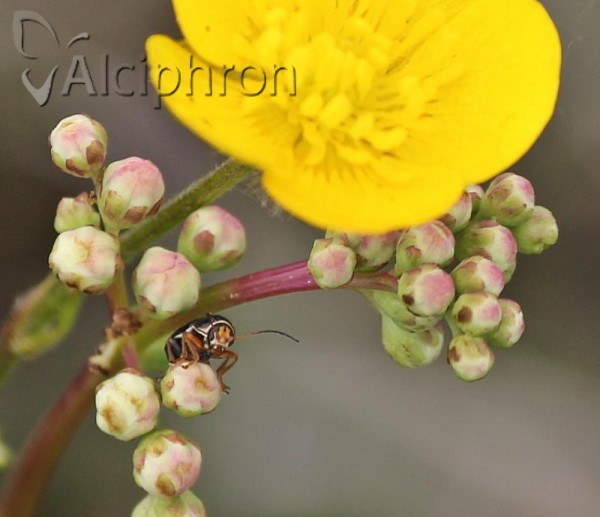 Cryptocephalus flavipes