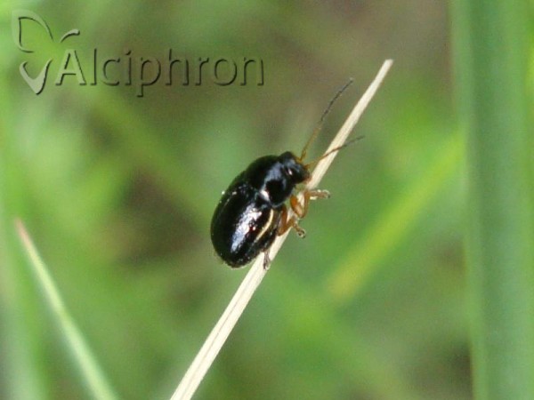 Cryptocephalus flavipes