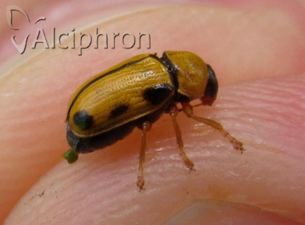 Cryptocephalus frenatus