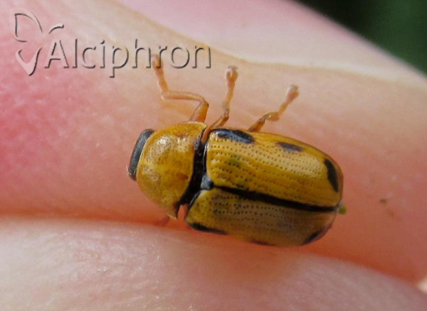 Cryptocephalus frenatus