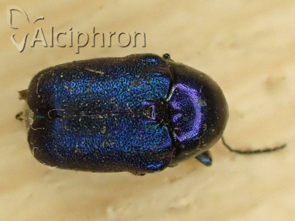 Cryptocephalus hypochaeridis