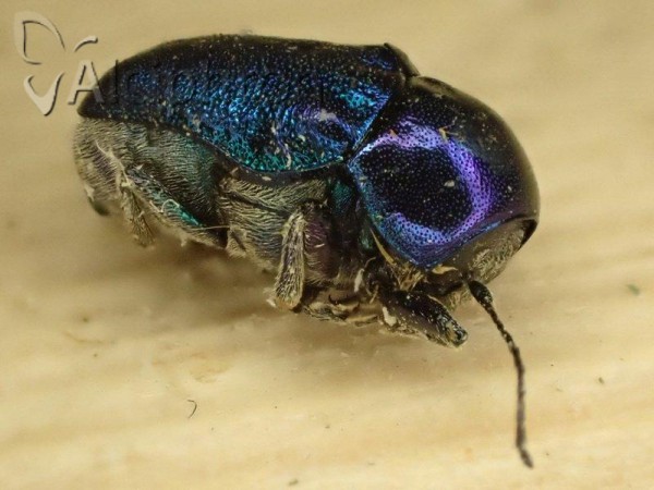 Cryptocephalus hypochaeridis