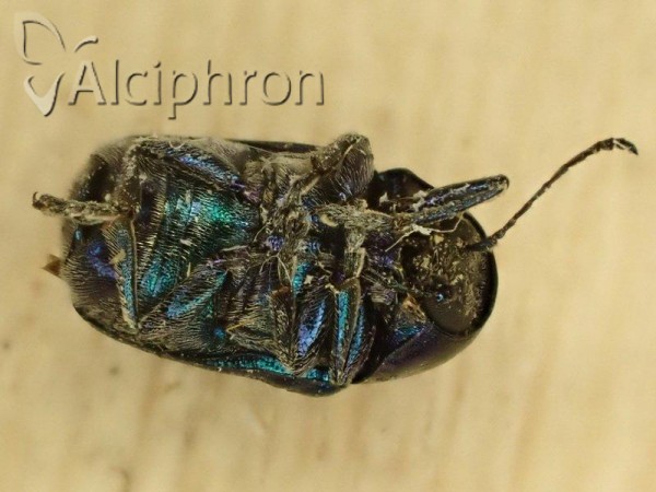 Cryptocephalus hypochaeridis