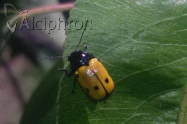 Cryptocephalus imperialis