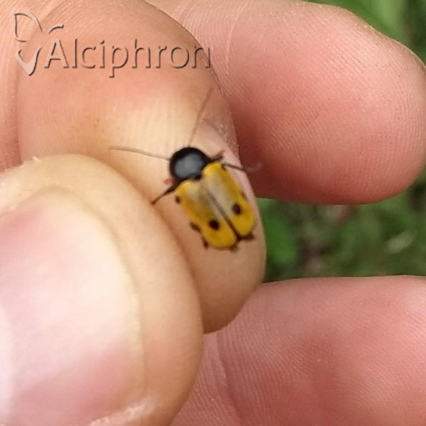 Cryptocephalus imperialis