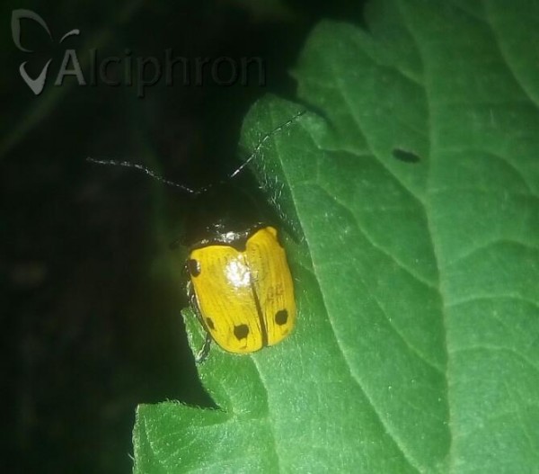 Cryptocephalus imperialis