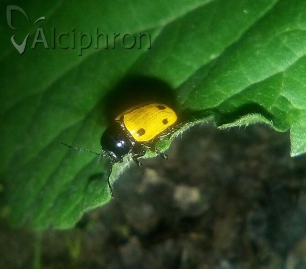 Cryptocephalus imperialis