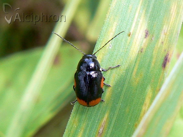 Cryptocephalus moraei