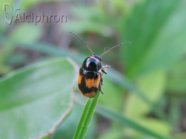 Cryptocephalus moraei
