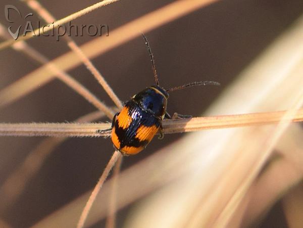 Cryptocephalus moraei