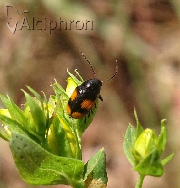Cryptocephalus moraei