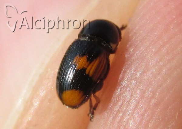Cryptocephalus moraei