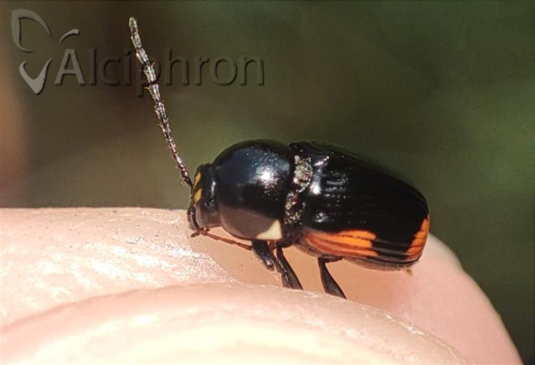 Cryptocephalus moraei