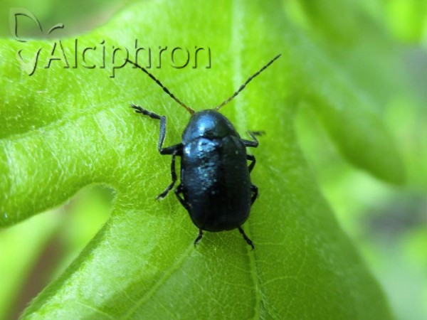 Cryptocephalus nitidus