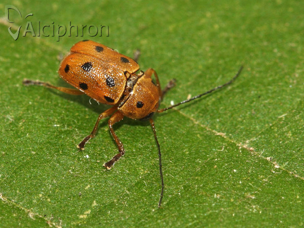 Cryptocephalus octomaculatus