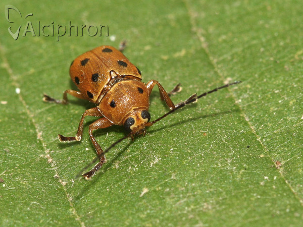 Cryptocephalus octomaculatus